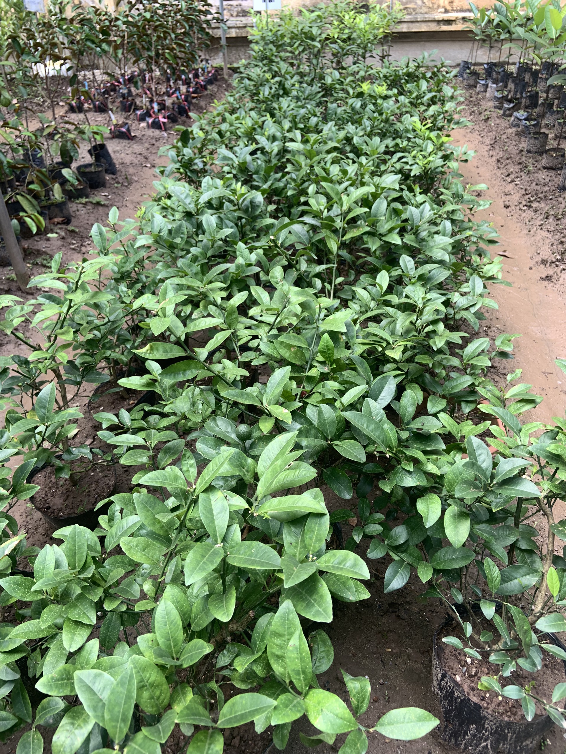 z5441977811350_14abb870ef977f4b87f7e3c48c3dd1e2