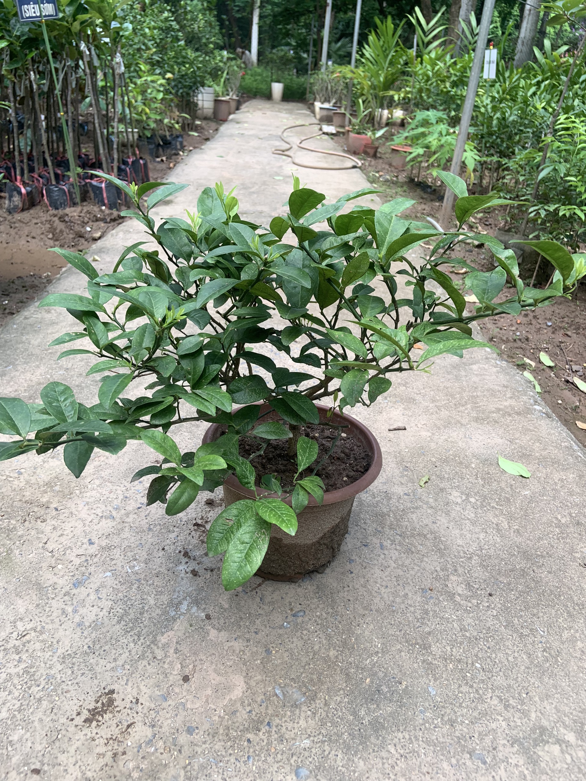 z5441977888565_c51b1386cb7b05119af14f81c3ccd3f7