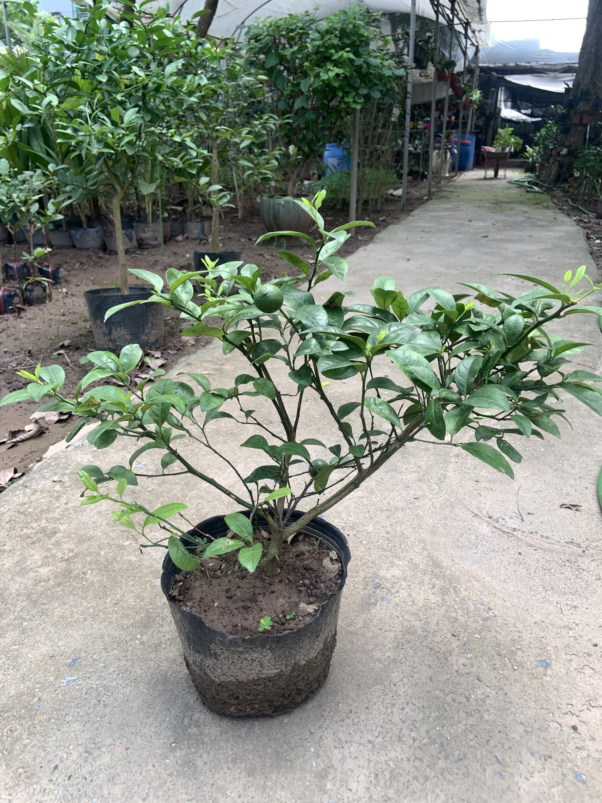 z5441978265332_31a60df62c9b4f01374338ffc861a35a