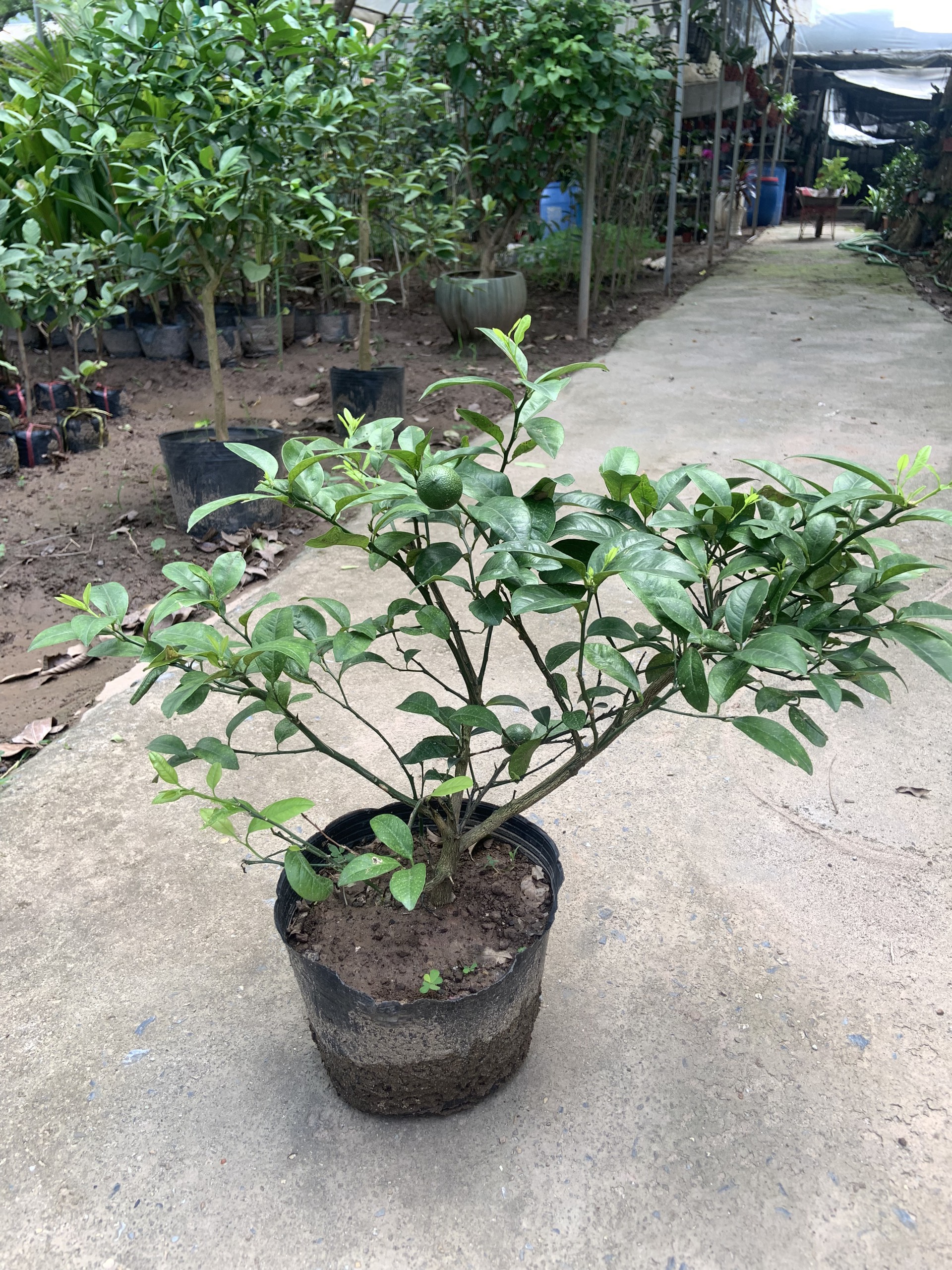 z5441978330971_d4eac32b8a05a6706da86f53be32c255