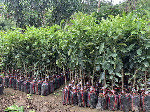 Bưởi da xanh róc vỏ