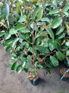 Cây giống ghép vú sữa Mica