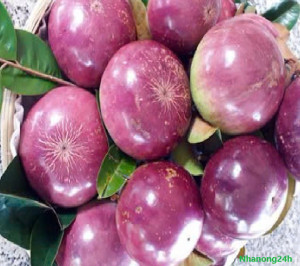 Quả vú sữa Mica tím đẹp mắt