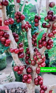 Nho thân gỗ 12 vụ