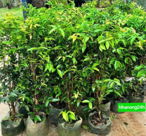 Cây giống nho 12 vụ đẹp-khoẻ