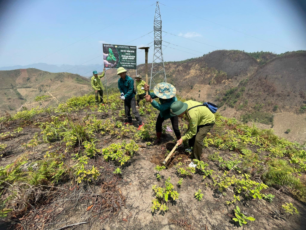 kỷ lục việt Nam 1 triệu cây xanh