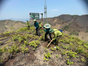 kỷ lục việt Nam 1 triệu cây xanh