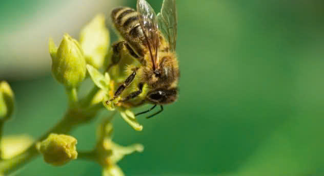 Sử dụng công trùng để tăng tỉ lệ thụ phấn