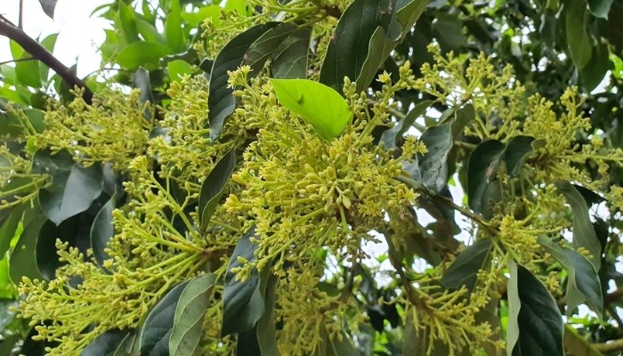 Cách khắc phục bơ ra hoa nhiều mà không đậu quả