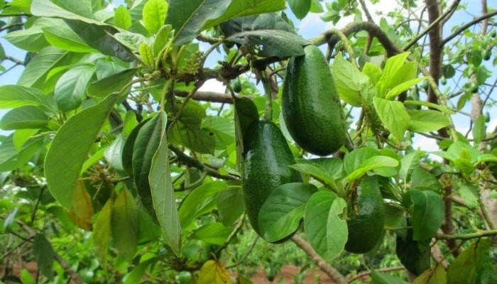 Cách khắc phục bơ ra hoa nhiều mà không đậu quả