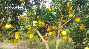 Bưởi Hoàng quả to ngọt