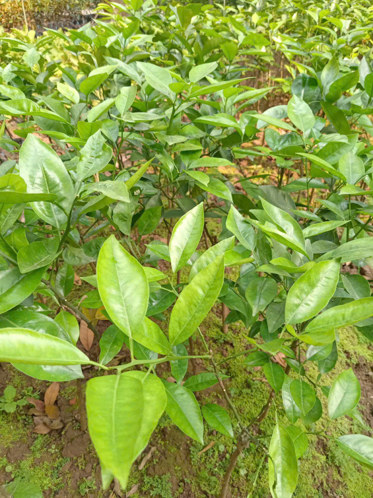 Cam Vinh - Đặc sản trứ danh của xứ Nghệ