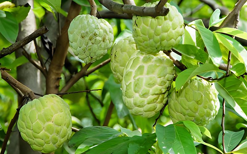 Na Thái-Na Hoàng Hậu cho năng suất cao