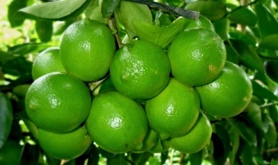 Chanh chùm tứ quý cho trái nhiều nước, năng suất cao