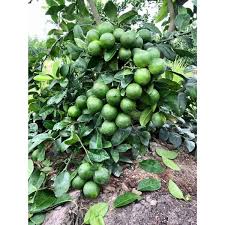 Chanh chùm tứ quý cho trái nhiều nước, năng suất cao