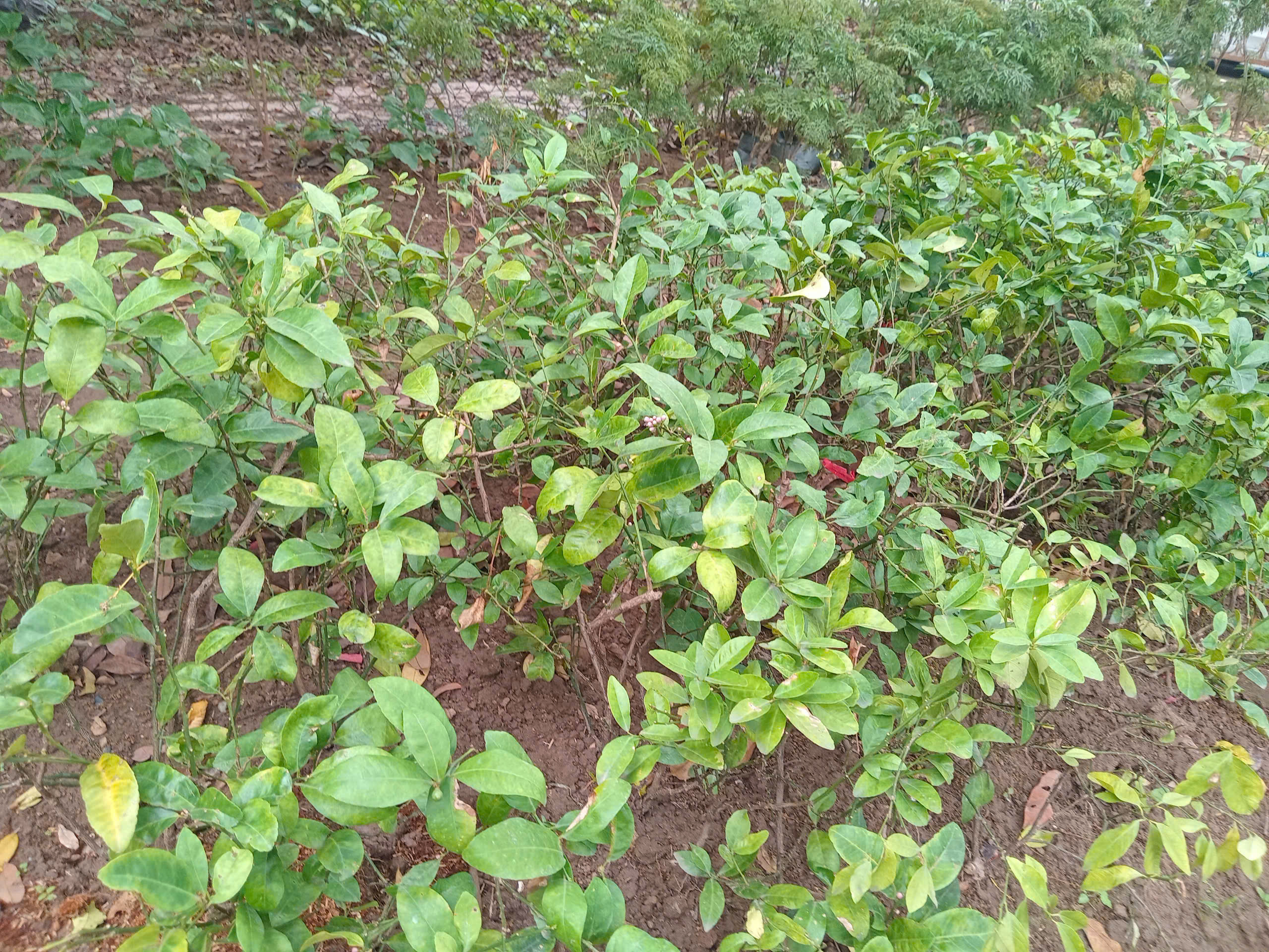 Chanh chùm tứ quý cho trái nhiều nước, năng suất cao