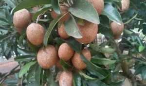 Hồng xiêm xoài cho năng suất cao