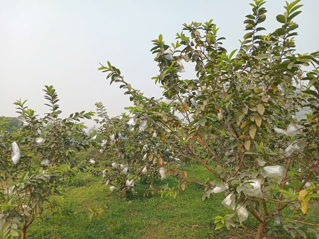 Ôi Lê Đài loan cho năng suất cao