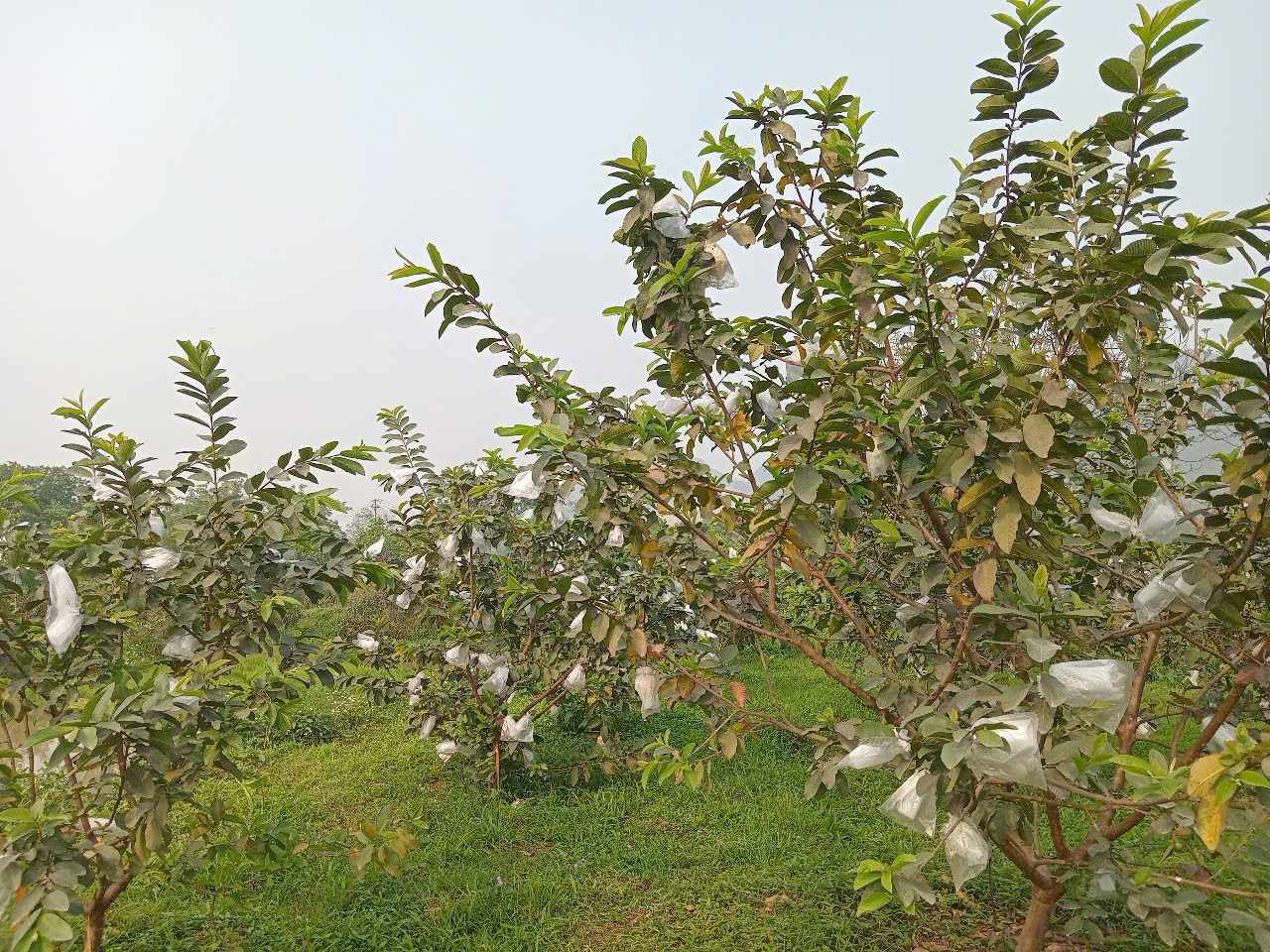 Ôi Lê Đài loan cho năng suất cao