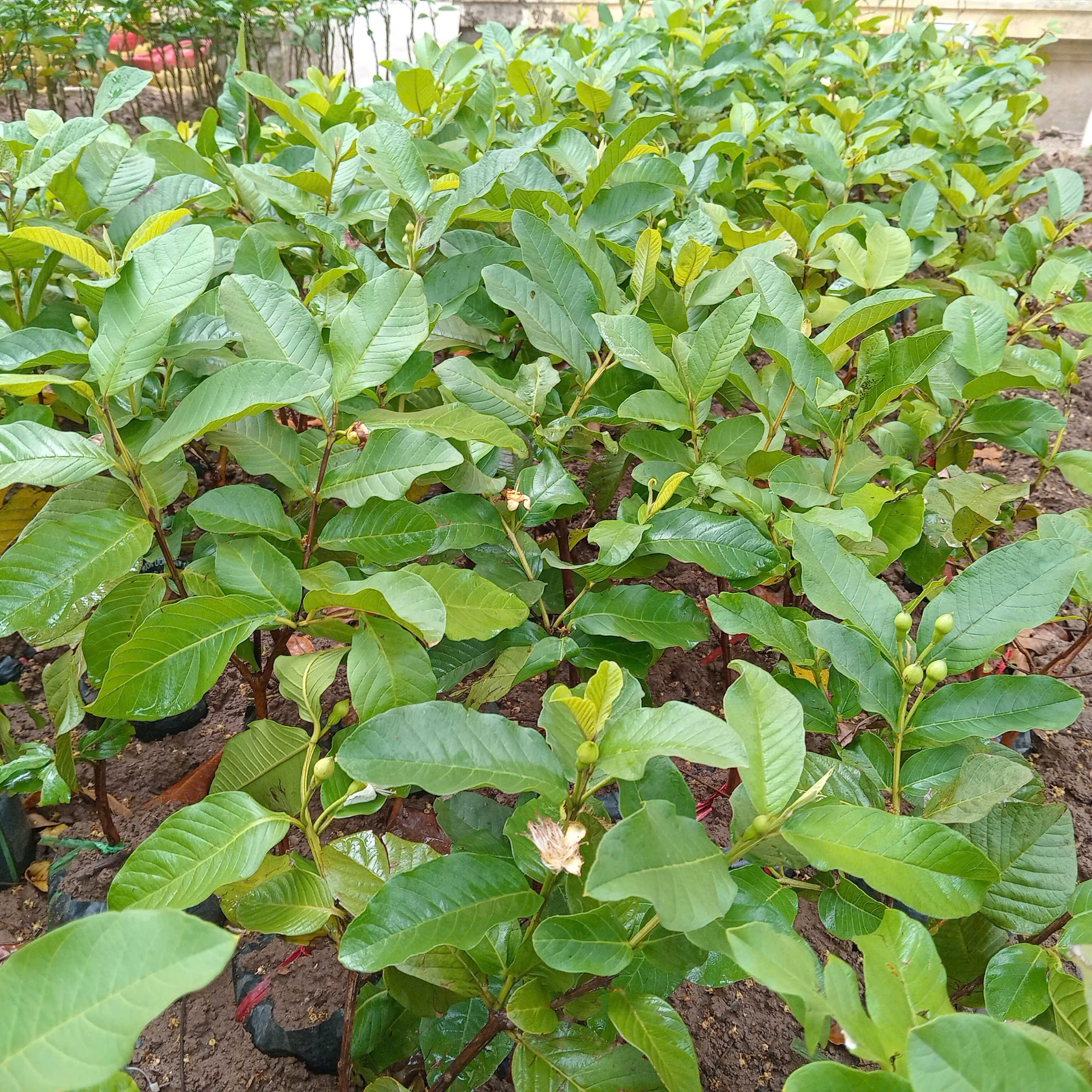 Ôi Lê Đài loan cho năng suất cao