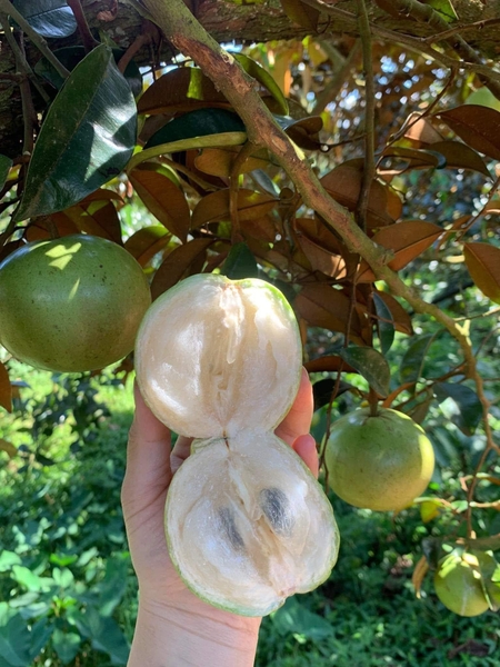 Vú sữa lò rèn-ngọt thanh trọn vị