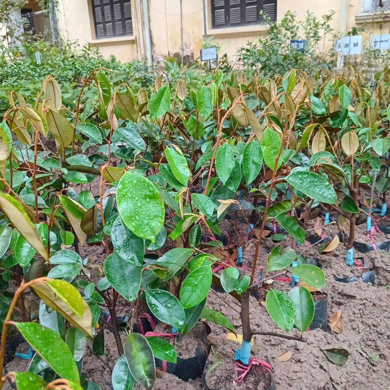 Cây giống vú sữa lò rèn ghép khoẻ mạnh